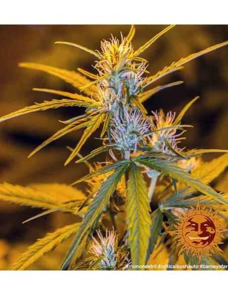 CRITICAL KUSH AUTO BARNEYS BARNEY'S FARM