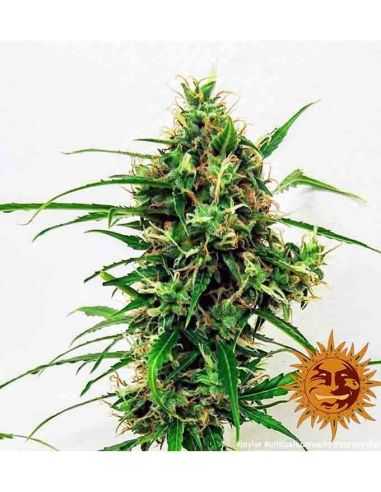 CRITICAL KUSH AUTO BARNEYS BARNEY'S FARM