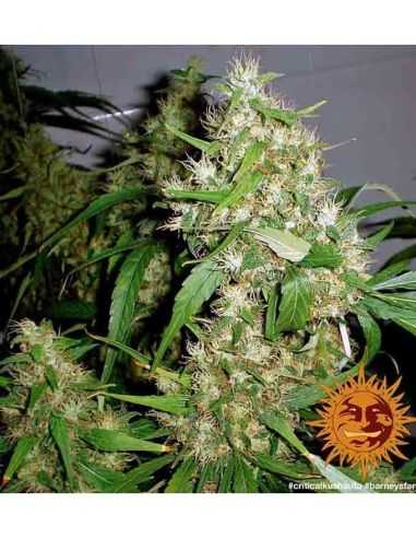 CRITICAL KUSH AUTO BARNEYS BARNEY'S FARM