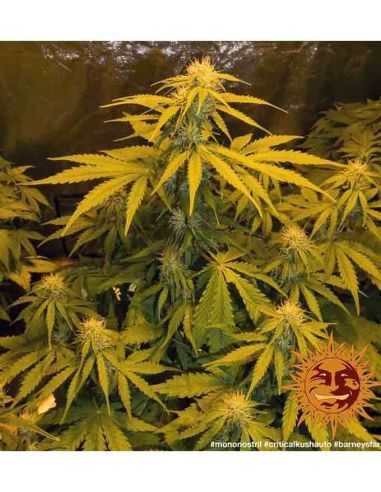 CRITICAL KUSH AUTO BARNEYS BARNEY'S FARM