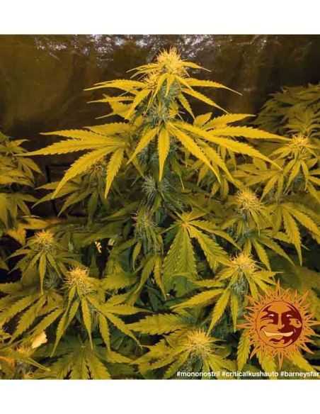 CRITICAL KUSH AUTO BARNEYS BARNEY'S FARM