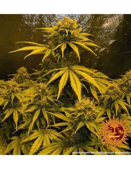 CRITICAL KUSH AUTO BARNEYS BARNEY'S FARM