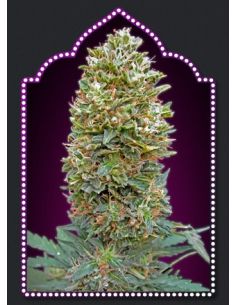 AUTO BUBBLEGUM 00 00 SEEDS