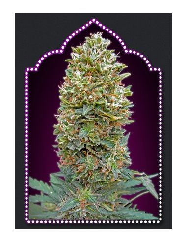 AUTO BUBBLEGUM XXL 00 SEEDS