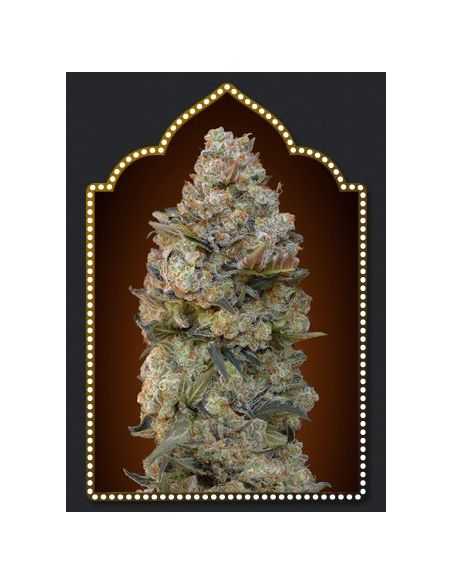 CHOCOLATE SKUNK 50 unds 00 SEEDS