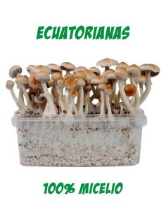 Comprar SETAS ALUCINOGENAS ECUATORIANAS FRESH MUSHROOMS