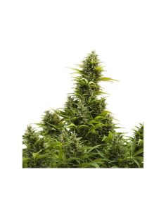 MEDIKIT AUTO BUDDHA BUDDHA SEEDS