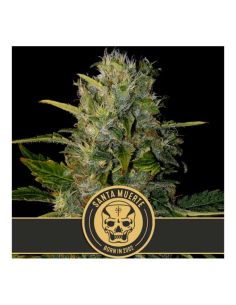 SANTA MUERTE FEMINIZADA BLIMBURN SEEDS