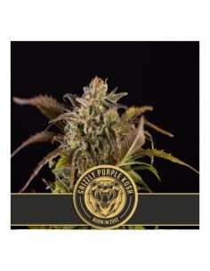 GRIZZLY PURPLE KUSH FEMI BLIMBURN SEEDS