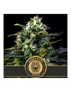 MAMBA NEGRA FEMINIZADA BLIMBURN SEEDS
