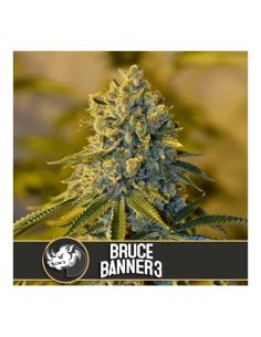 BRUCE BANNER3 FEMI BLIMBURN SEEDS