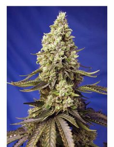 RUNTZ XL AUTO SWEET SWEET SEEDS