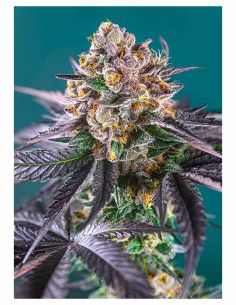 RED STRAWBERRY BANANA AUTO SWEET SEEDS