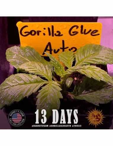 GORILLA GLUE AUTO BARNEYS BARNEY'S FARM