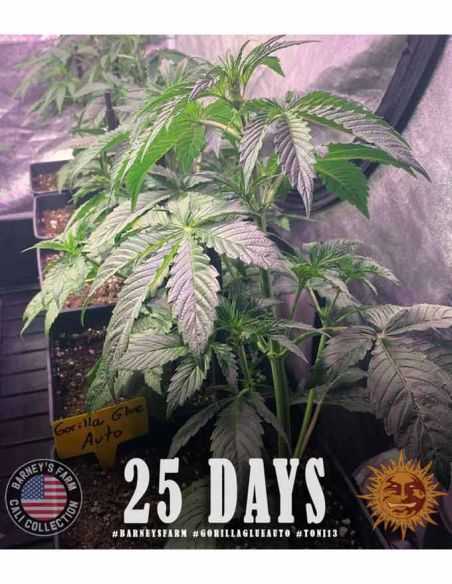 GORILLA GLUE AUTO BARNEYS BARNEY'S FARM