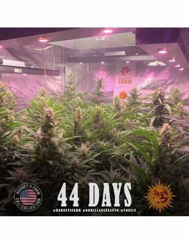 GORILLA GLUE AUTO BARNEYS BARNEY'S FARM