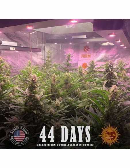 GORILLA GLUE AUTO BARNEYS BARNEY'S FARM