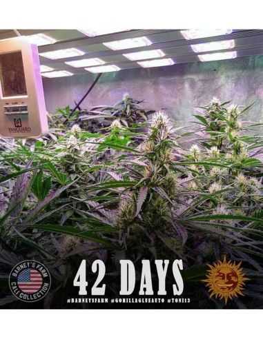 GORILLA GLUE AUTO BARNEYS BARNEY'S FARM