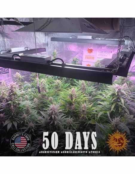 GORILLA GLUE AUTO BARNEYS BARNEY'S FARM