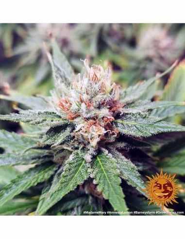 AMNESIA LEMON BARNEYS BARNEY'S FARM