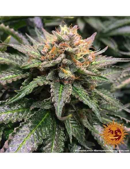 AMNESIA LEMON BARNEYS BARNEY'S FARM