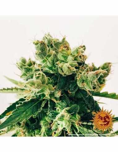 AMNESIA LEMON BARNEYS BARNEY'S FARM