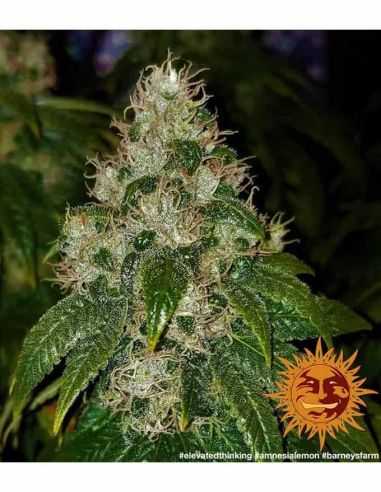 AMNESIA LEMON BARNEYS BARNEY'S FARM