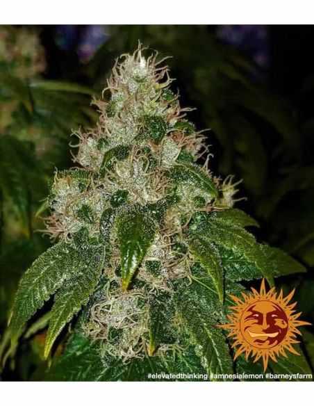 AMNESIA LEMON BARNEYS BARNEY'S FARM