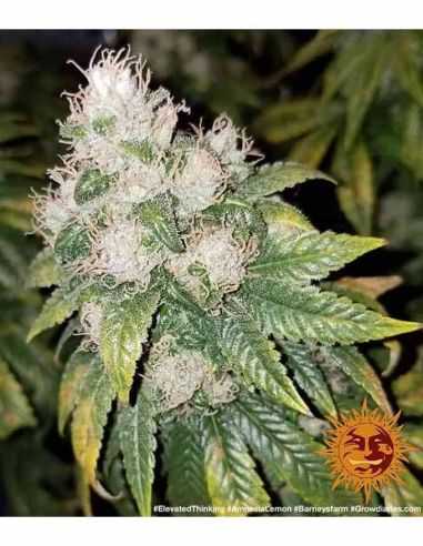 AMNESIA LEMON BARNEYS BARNEY'S FARM