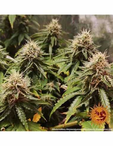 AMNESIA LEMON BARNEYS BARNEY'S FARM