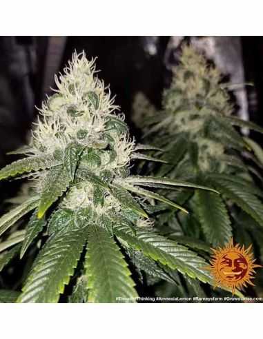 AMNESIA LEMON BARNEYS BARNEY'S FARM