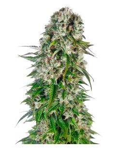 BIG BUD AUTO SENSI SEEDS SENSI SEEDS