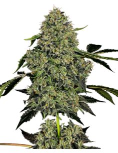 BANANNA KUSH CAKE AUTO SENSI SENSI SEEDS