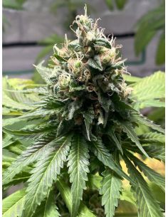LILLY X WHITE WIDOW RIPPER SEEDS RIPPER SEEDS