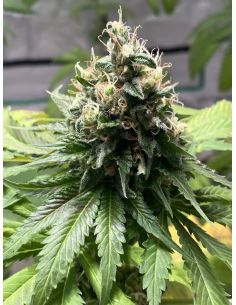 LILLY X WHITE WIDOW RIPPER SEEDS RIPPER SEEDS