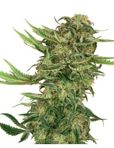 N13 KUSH FEMINIZADA SENSI SEEDS SENSI SEEDS