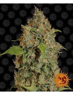 CHRONIC THUNDER FEMINIZADA BARNEY'S FARM