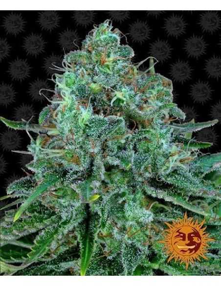 CRITICAL KUSH FEMINIZADA BARNEY'S FARM