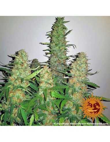 CRITICAL KUSH FEMINIZADA BARNEY'S FARM