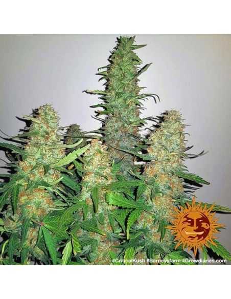 CRITICAL KUSH FEMINIZADA BARNEY'S FARM