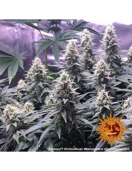 CRITICAL KUSH FEMINIZADA BARNEY'S FARM