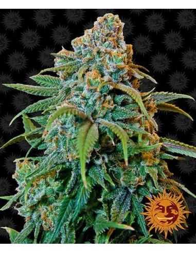 LIBERTY HAZE FEMINIZADA BARNEY'S FARM