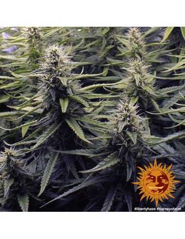 LIBERTY HAZE FEMINIZADA BARNEY'S FARM