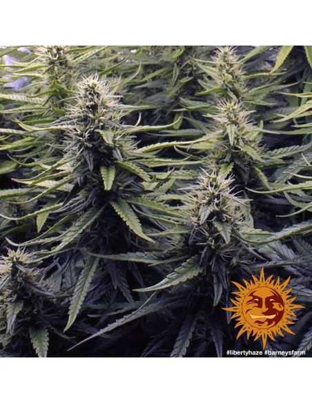 LIBERTY HAZE FEMINIZADA BARNEY'S FARM