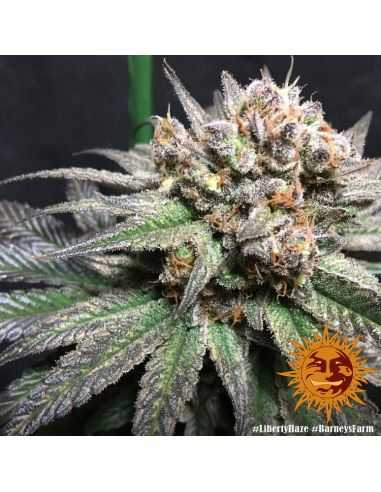 LIBERTY HAZE FEMINIZADA BARNEY'S FARM