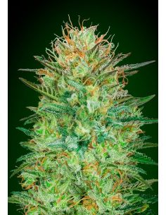 AUTO SWEET CRITICAL 00 00 SEEDS