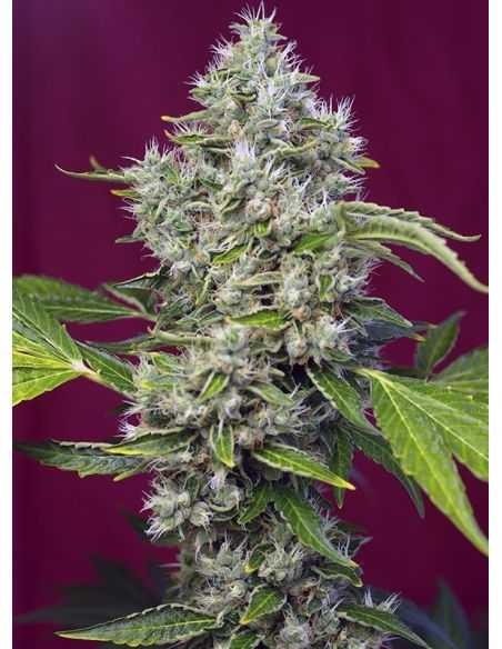 SAN FERNANDO LEMON KUSH SWEET SEEDS