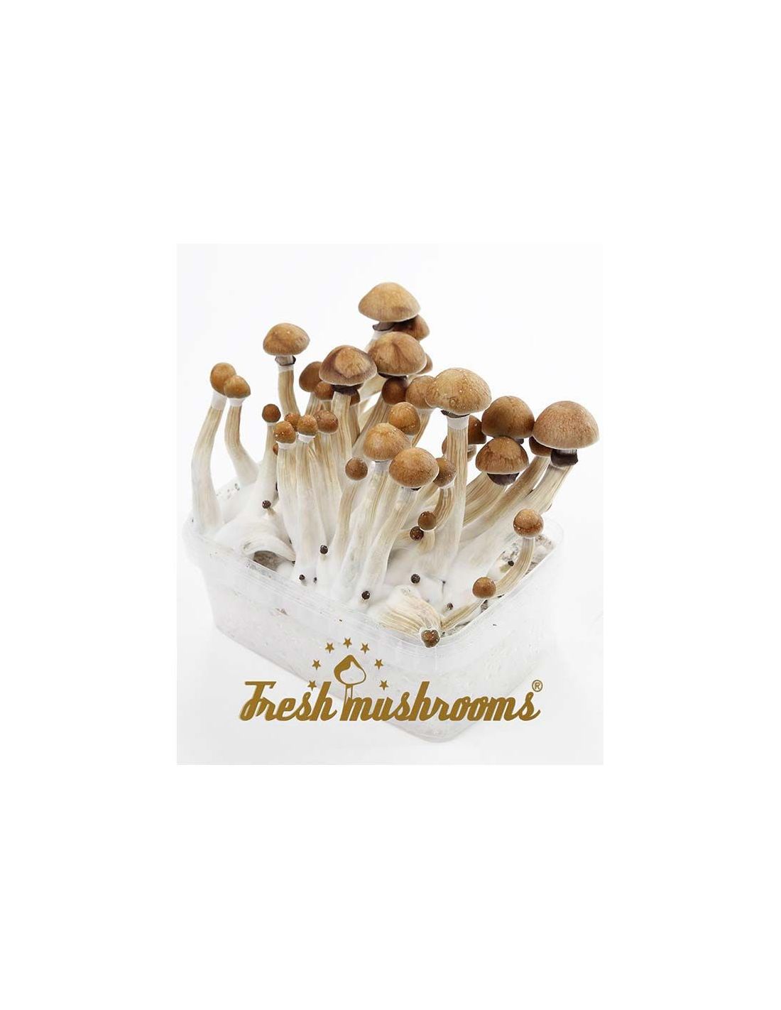 Kit de Setas de la Risa de la Variedad Camboyanas 100 Micelio