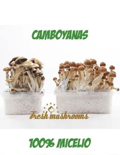 Comprar SETAS MAGICAS CAMBOYANAS FRESH MUSHROOMS