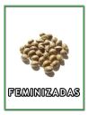 SEMILLAS FEMINIZADAS